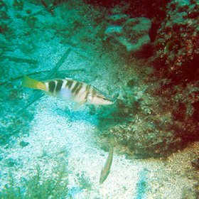 CHORWACJA, BIOGRAD (27 kw - 4 maja) 