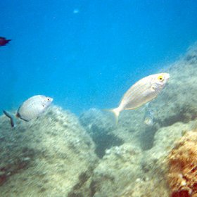 CHORWACJA, BIOGRAD (27 kw - 4 maja) 