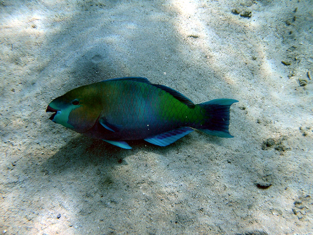 2004 rok