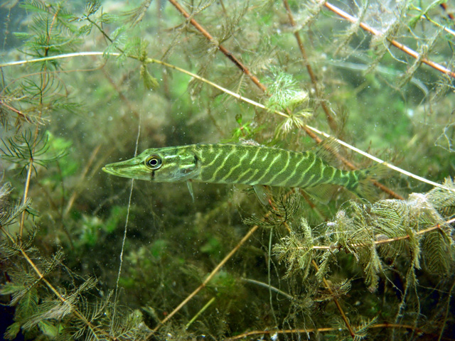 Jezioro Białe (1 sierpnia)