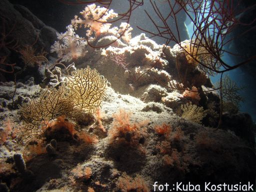 EGIPT, safari południowe (wrzesień)