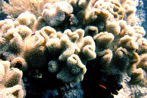 EGIPT, safari południowe (wrzesień)