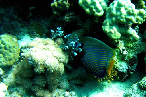 EGIPT, safari południowe (wrzesień)