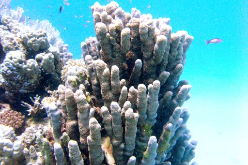 EGIPT, safari południowe (wrzesień)