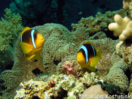 EGIPT, safari południowe (wrzesień)