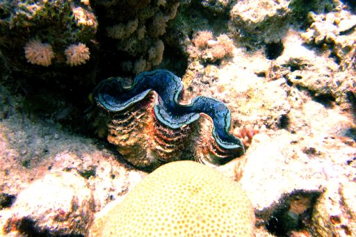 EGIPT, safari południowe (wrzesień)