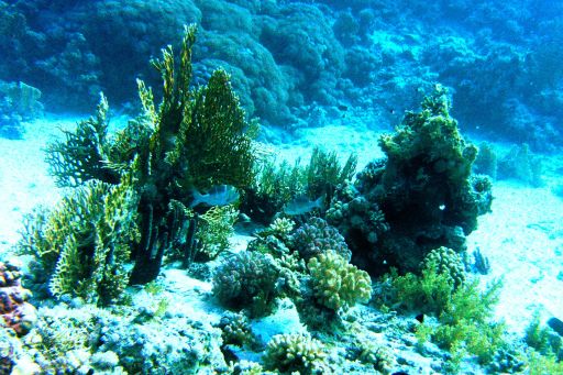 EGIPT, safari południowe (wrzesień)