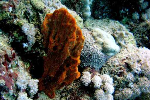 EGIPT, safari południowe (wrzesień)