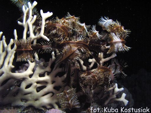 EGIPT, safari południowe (wrzesień)