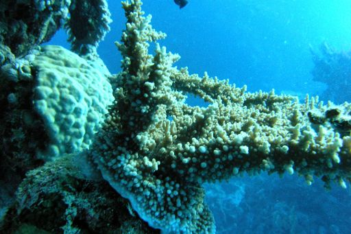 EGIPT, safari południowe (wrzesień)