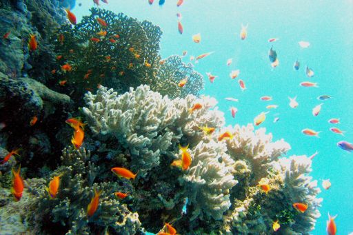 EGIPT, safari południowe (wrzesień)