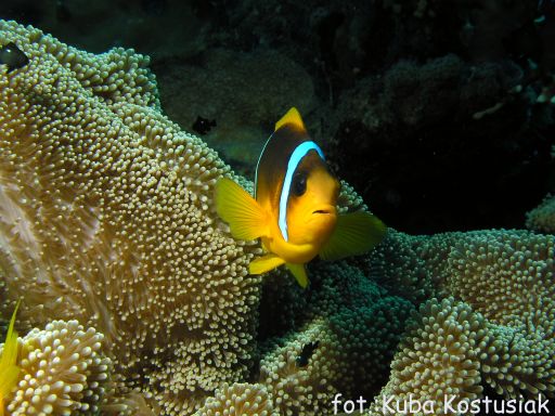 EGIPT, safari południowe (wrzesień)