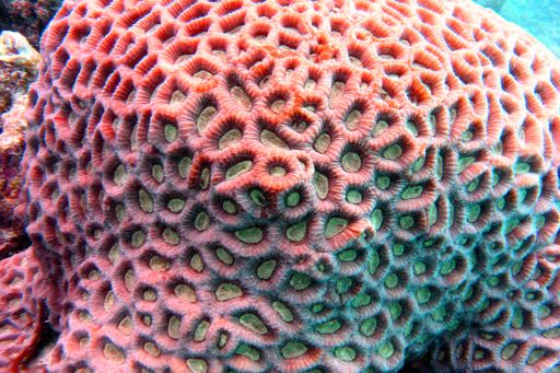 EGIPT, safari południowe (wrzesień)