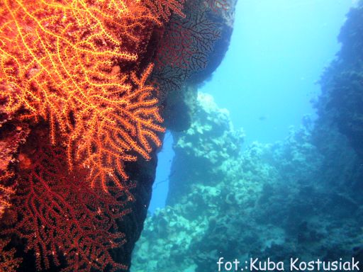 EGIPT, safari południowe (wrzesień)