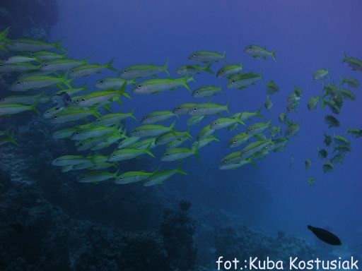 EGIPT, safari południowe (wrzesień)