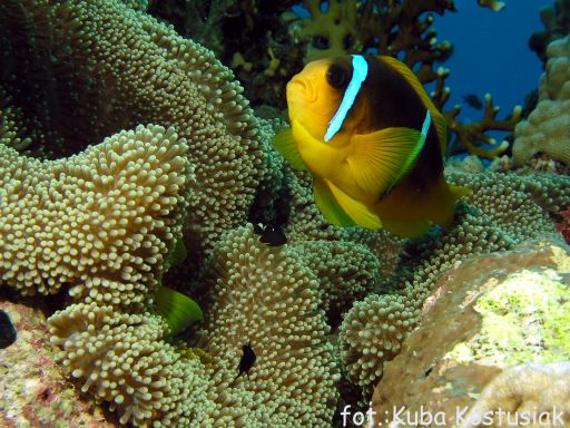 EGIPT, safari południowe (wrzesień)