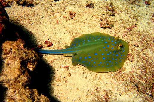 EGIPT, safari południowe (wrzesień)