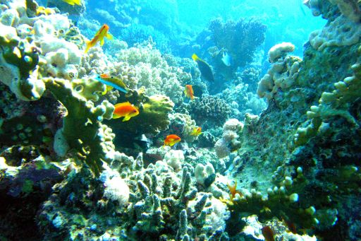 EGIPT, safari południowe (wrzesień)