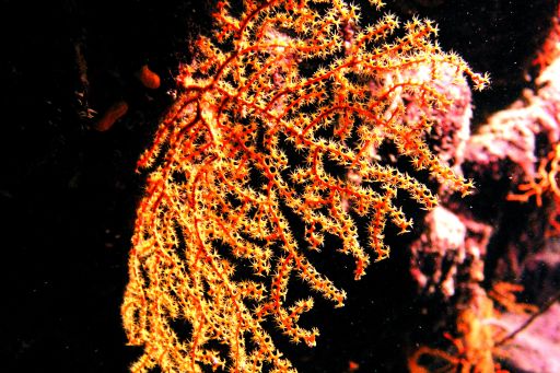 EGIPT, safari południowe (wrzesień)