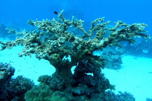 EGIPT, safari południowe (wrzesień)