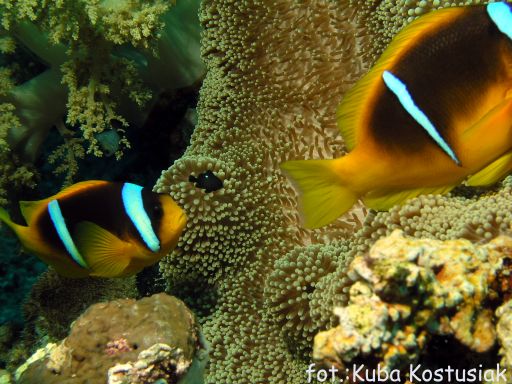 EGIPT, safari południowe (wrzesień)