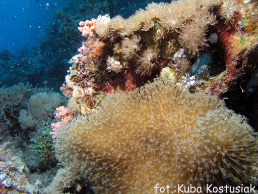 EGIPT, safari południowe (wrzesień)