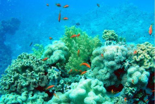 EGIPT, Sharm el Sheikh (listopad)