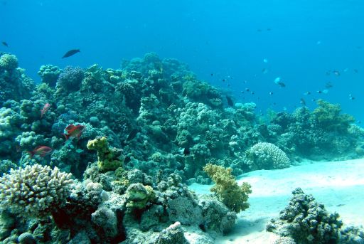 EGIPT, Sharm el Sheikh (listopad)