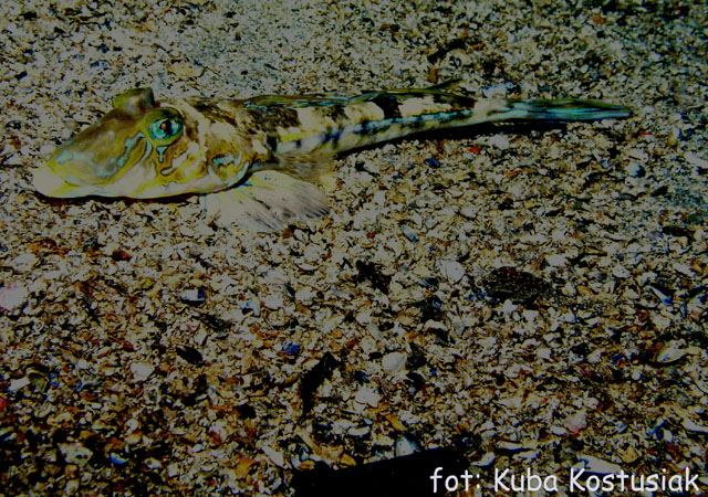 Norwegia Bu (czerwiec/lipiec)