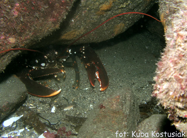 Norwegia Bu (czerwiec/lipiec)