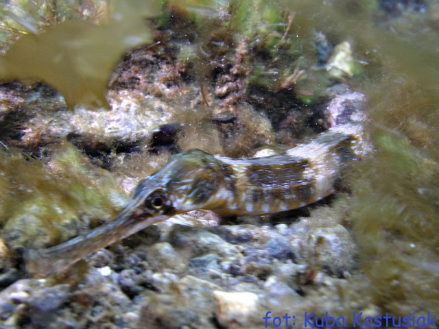 Norwegia Bu (czerwiec/lipiec)