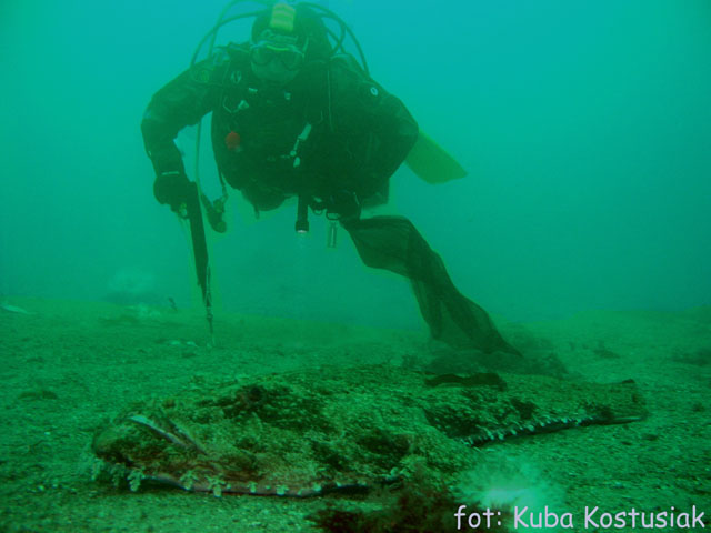 Norwegia Bu (czerwiec/lipiec)