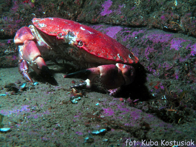 Norwegia Bu (czerwiec/lipiec)