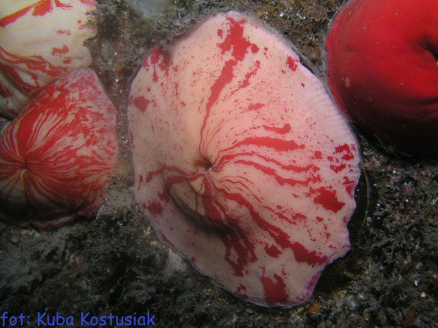 Norwegia Bu (czerwiec/lipiec)