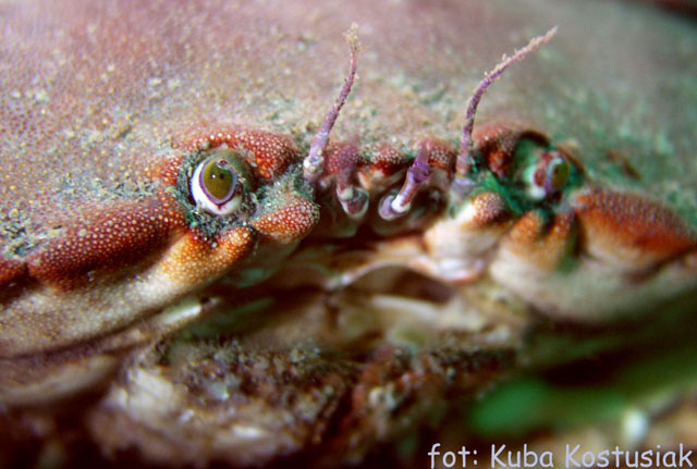 Norwegia Bu (czerwiec/lipiec)