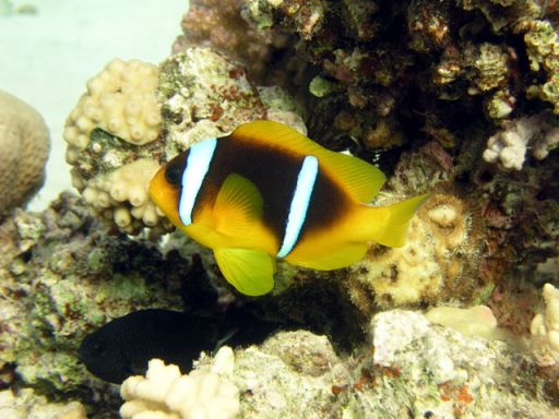 EGIPT, Dahab (7-14 listopad)