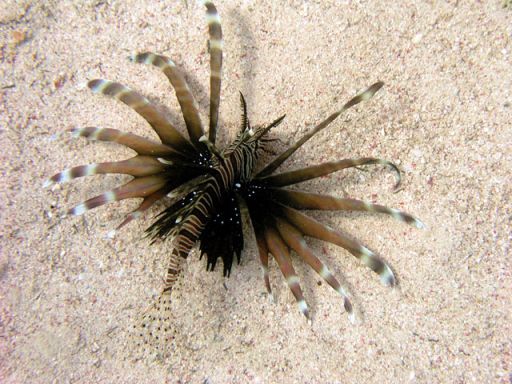 EGIPT, Dahab (7-14 listopad)