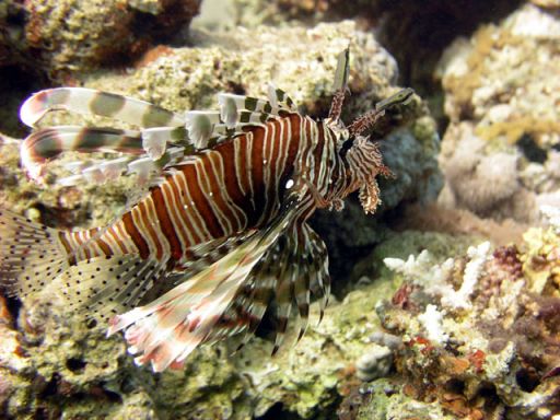 EGIPT, Dahab (7-14 listopad)