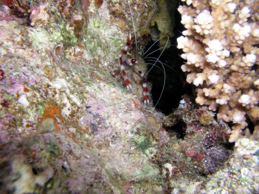 EGIPT, Dahab (7-14 listopad)