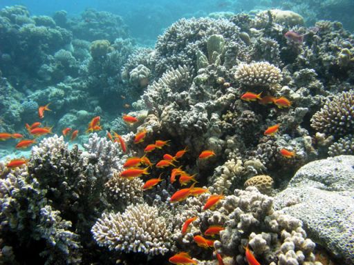 EGIPT, Dahab (7-14 listopad)