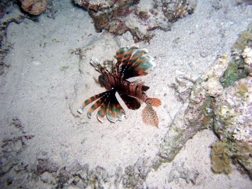 EGIPT, Dahab (7-14 listopad)