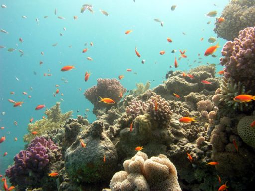 EGIPT, Dahab (7-14 listopad)