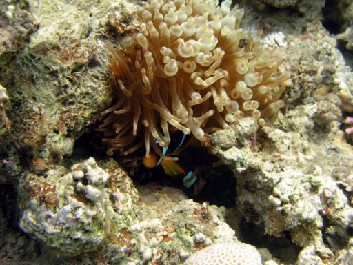 EGIPT, Dahab (7-14 listopad)