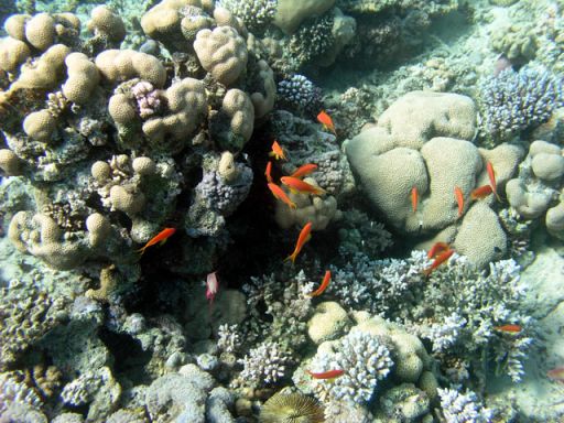 EGIPT, Dahab (7-14 listopad)