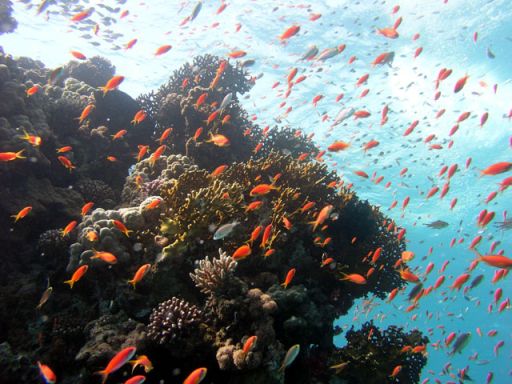 EGIPT, Dahab (7-14 listopad)