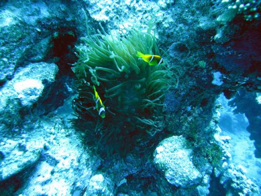 EGIPT, Hurghada (sierpień)