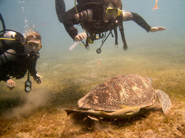 EGIPT, Marsa Alam (wrzesień)