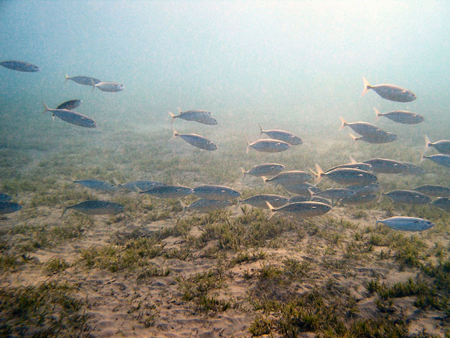 EGIPT, Marsa Alam (wrzesień)