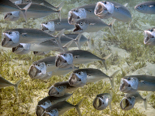 EGIPT, Marsa Alam (wrzesień)