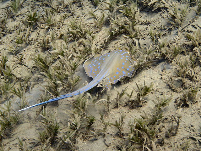 EGIPT, Marsa Alam (wrzesień)